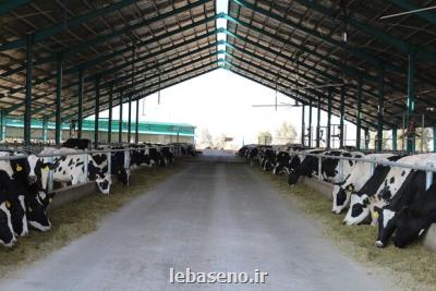 تولید ۱ ۹ میلیون تن شیر گاو در دامداری های كشور در بهار ۹۹