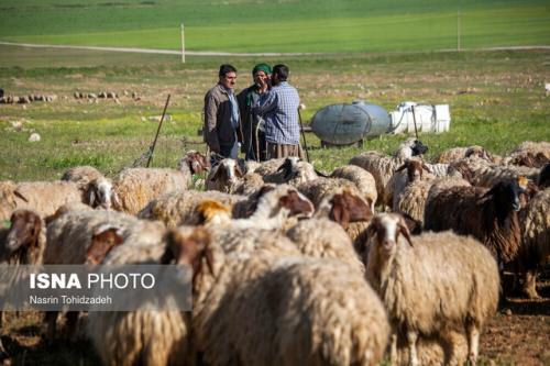 تامین 100 هزار تن نهاده دامی برای عشایر