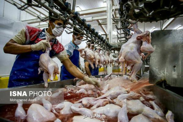 ممنوعیت قطعه بندی مرغ برای شركت های مجوزدار برداشته شد