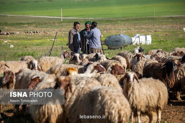 تامین 100 هزار تن نهاده دامی برای عشایر