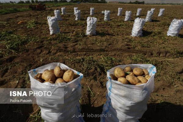 روند افزایش قیمت سیب زمینی تا 106 درصد