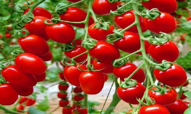 افزایش عوارض صادرات گوجه فرنگی از صفر به 6000 تومان
