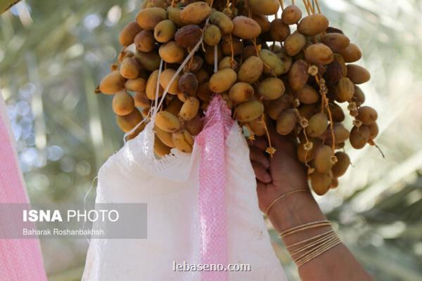 آرد هسته خرما، افزونه ای برای سالم تر کردن نان سفید