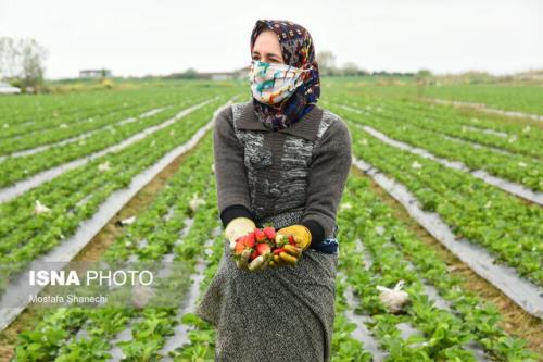 تجمیع پس اندازهای غیرمولد با ایده صندوق های خرد محلی