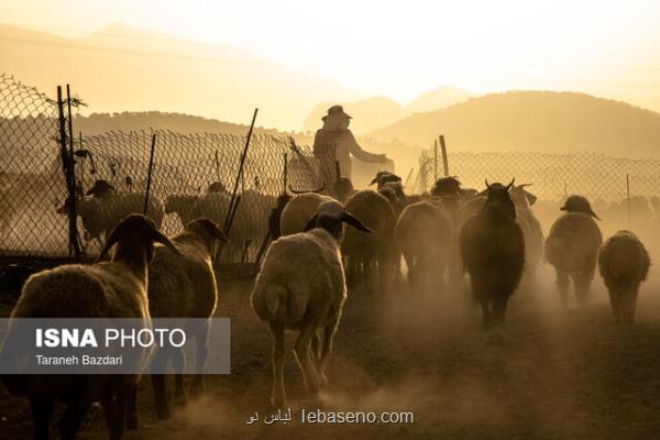 کوچ 252 هزار خانوار عشایر در کشور