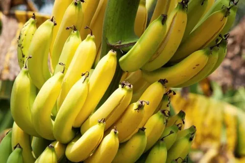 توقف واردات موز تکذیب شد واردات محصولات کشاورزی طبق روال به انجام می رسد