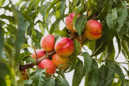 برگ ها زمان رسیدن میوه را آشکار می کنند
