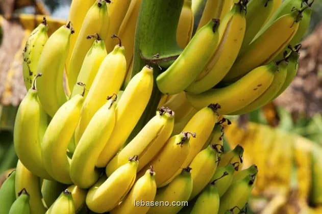 توقف واردات موز تکذیب شد واردات محصولات کشاورزی طبق روال به انجام می رسد