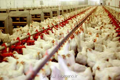رشد ۳۳ درصدی تورم تولیدكننده محصولات مرغداری ها در تابستان