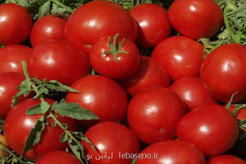 صادرات محصولات گوجه فرنگی تا آخر بهمن آزاد شد