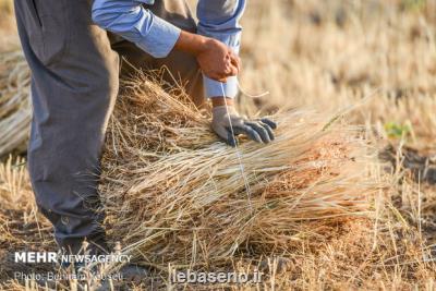 قیمت خرید تضمینی گندم باید اصلاح گردد