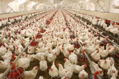 رشد 53 و یك دهم درصدی قیمت مرغ گوشتی در تابستان 99